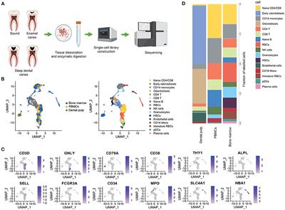 Single-Cell Transcriptomic Profiling of Human Dental Pulp in Sound and Carious Teeth: A Pilot Study